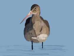 Black-tailed godwit